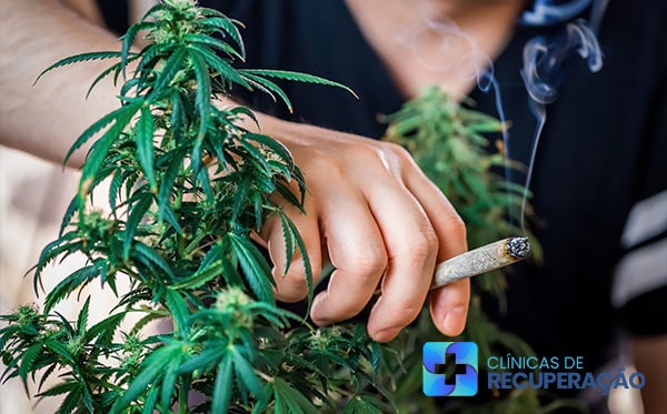 Tratamento Dependente Maconha Itajaí - SC - Clínica de Reabilitação 